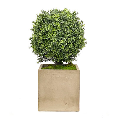 Boxwood Topiary in Planter