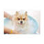 «Cute Pomeranian Bath», art mural sur toile-1522002357