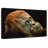 Brampt Dramatic Orangutan-108871902