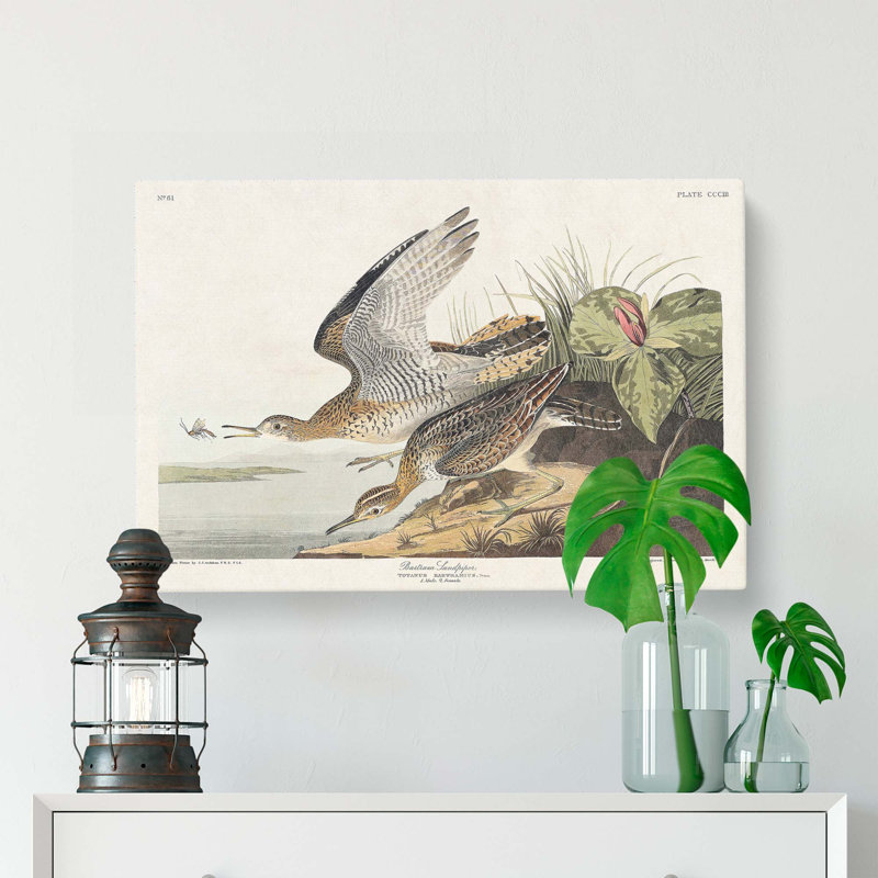 Bartram Sandpiper Birds by John Audubon - Wrapped Canvas, 35cm H x 50cm W x 3cm D