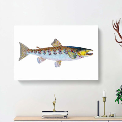 Trout Fish by Edward Donovan - Wrapped Canvas