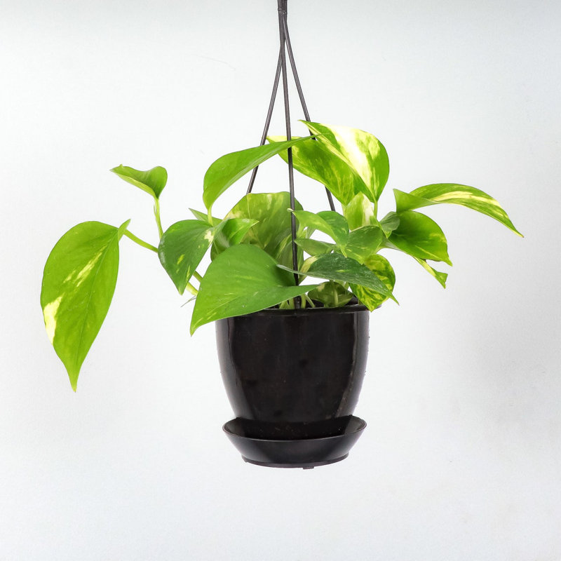 Live Golden Pothos Plant in Hanging Pot