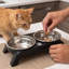 Elevated Stainless Steel Pet Double Bowl Large Capacity Secure Base Feeding Bowl, 11.02x2.76x1.77 in, Black-131407806