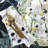 Hubbard Salad Plate