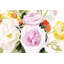Loose Arrangement III by Victoria Borges - Painting Print-359824707-283228109