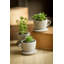 Ensemble de 3 pots de fleurs en ciment Abordale