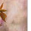 Vidur «Cherry Blossom», impression sur toile tendue-22074609