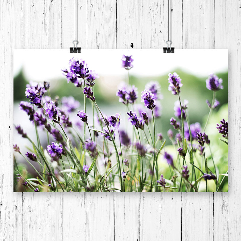 Flower Purple Lavender - Frameless Print, 59.4cm H x 84.1cm W
