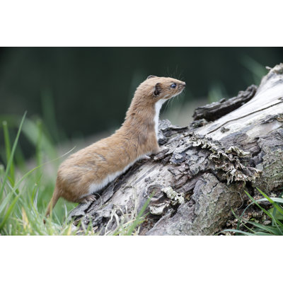 " Weasel, Mustela Nivalis " by Mikelane45