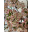 Cherry Blossoms In 16" Glass Cylinder-454575418