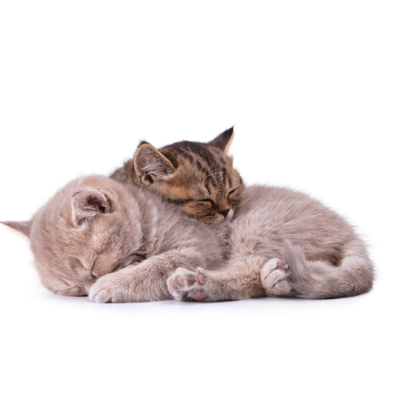 Two British Kittens by Rumo - Wrapped Canvas Print, 51cm H x 76cm W