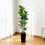 Plant-1111684099-1111684096