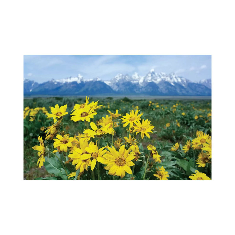 Balsamroot Sunflower Patch, Grand Teton National Park, Wyoming by Tim Fitzharris - Wrapped Canvas Print