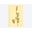 « prairie trèfle », impression sur toile-31847821-73439046-73439041