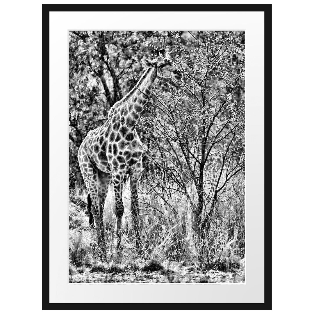 Gerahmtes Poster Giraffe beim Fressen