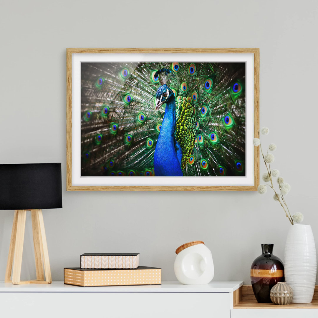 Gerahmtes Poster Elegant Peacock