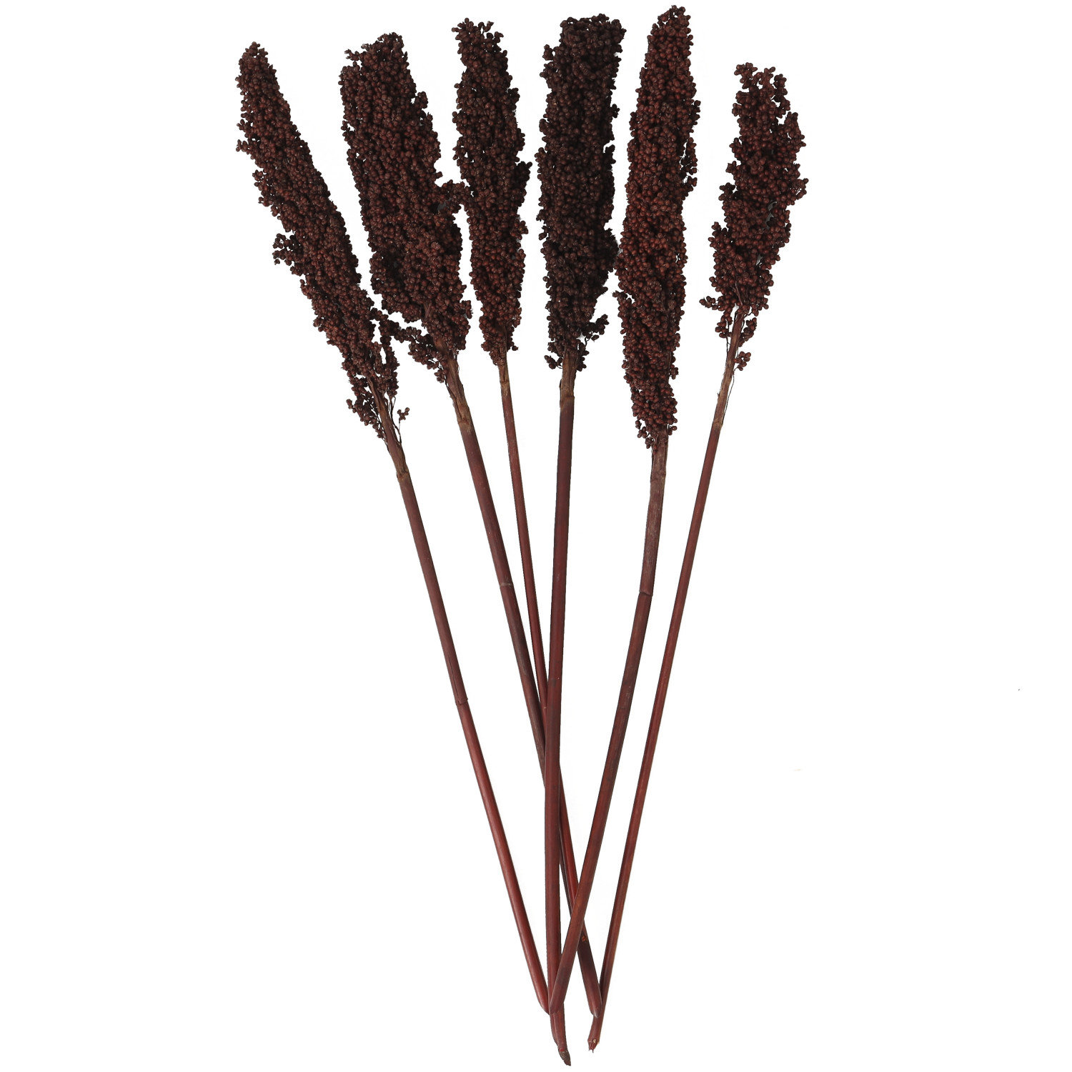 Clerkin Botanical Stems, Dark Brown
