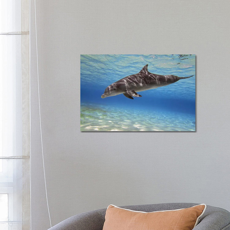 A Bottlenose Dolphin Swimming In The Barrier Reef, Grand Cayman by Amanda Nicholls - Wrapped Canvas Print