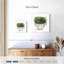 Plante grasse blanche Harnek II-111898848