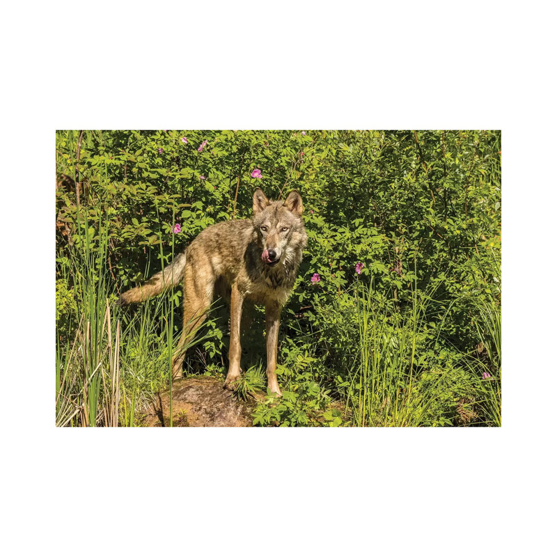 USA, Minnesota, Pine County. Captive Gray Wolf Adult. by Jaynes Gallery - Wrapped Canvas Print