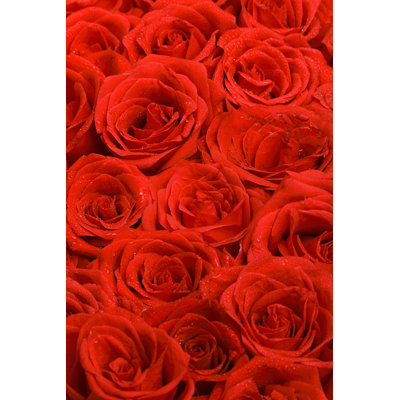 Dalaila Deep Roses par Snvv - Photographie sur toile tendue