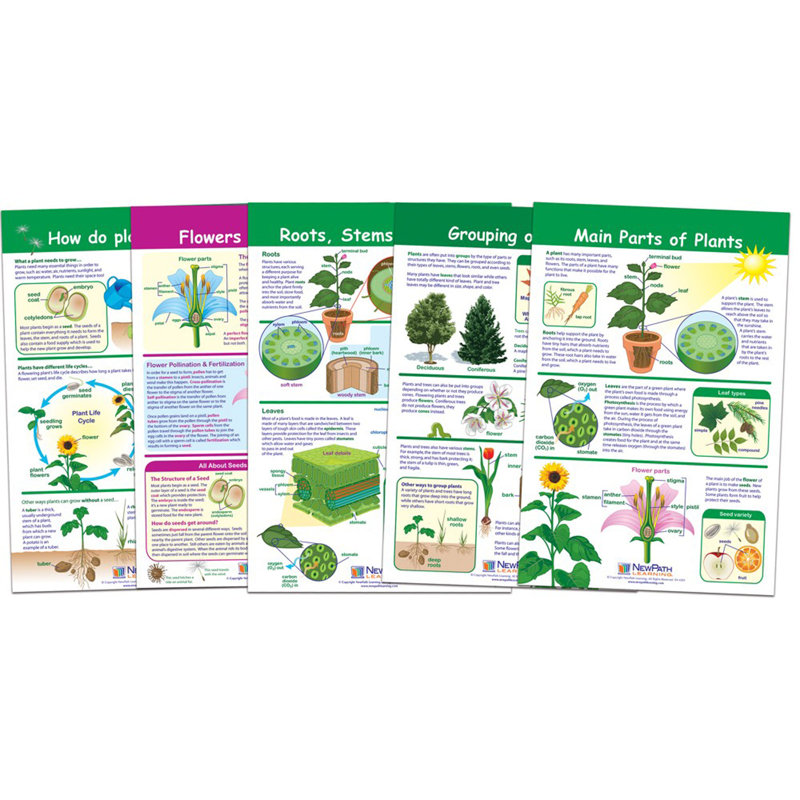 New Path Learning All About Plants Bulletin Board Charts, Set Of 5