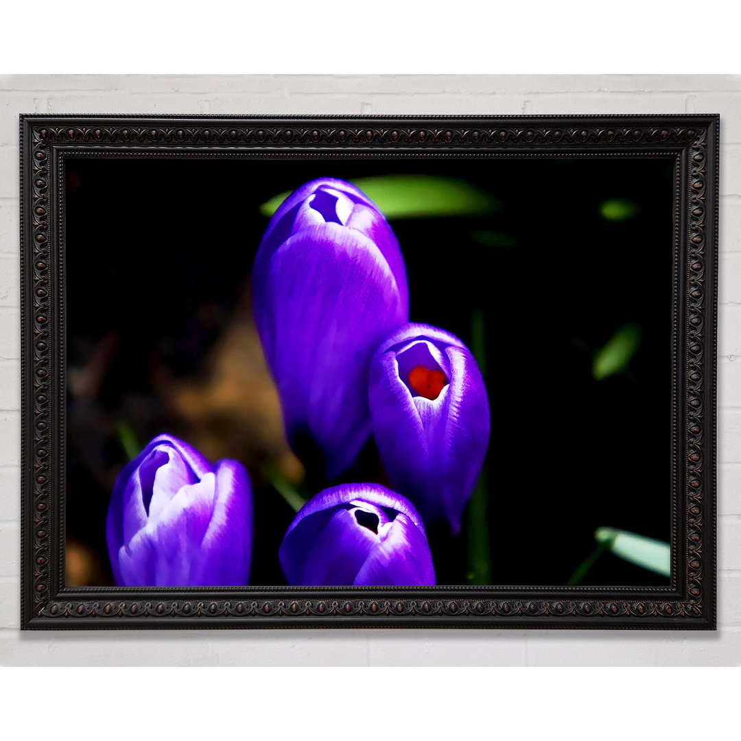 Gerahmter Kunstdruck Purple Crocus Delight