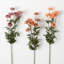 Straw Stem