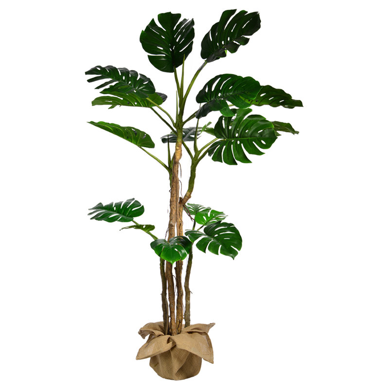 Monstera haut Panama 72 po en doublure de pot Panama