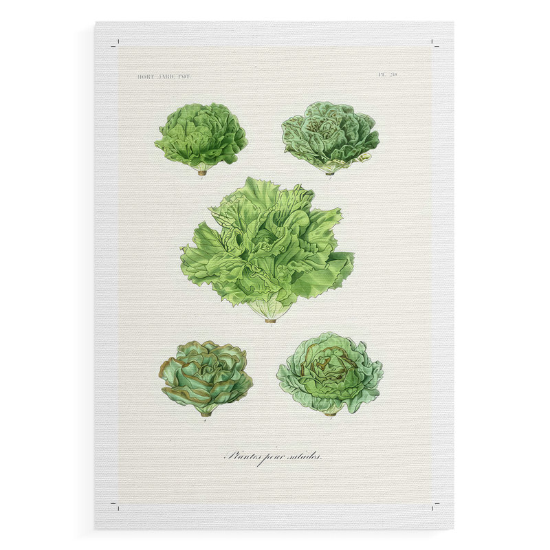 Fruit & Vegetable Varieties VII -Canvas Print Only - NOT FRAMED, 36" H x 24" W