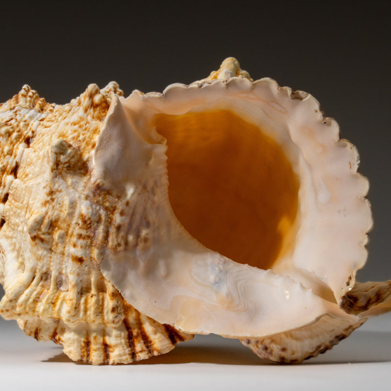 Genuine Murex Shell (1.7 Lbs)
