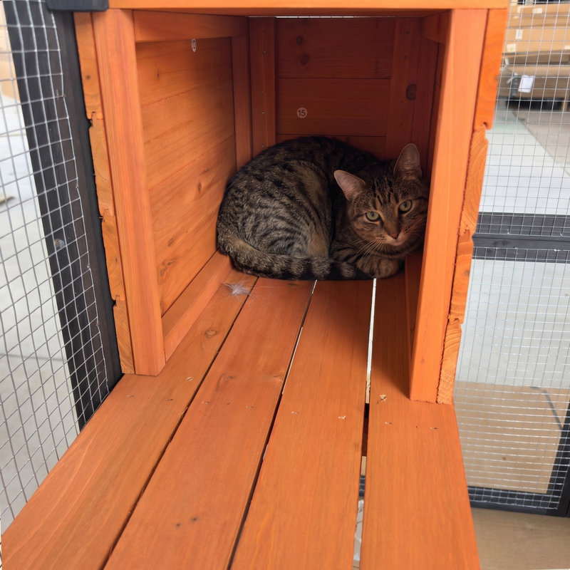 Grande cage en bois pour chats avec housse imperméable, 2 maisons pour faire la sieste et plusieurs plateformes - Abri pour animaux sécuritaire et durable