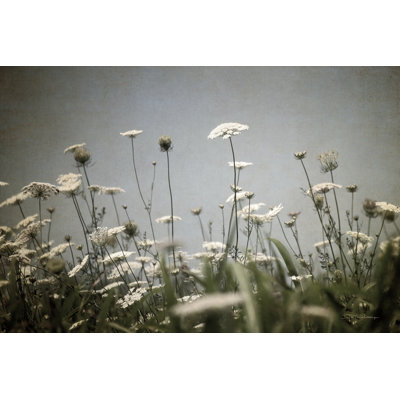 " Queen Annes Lace Field II "