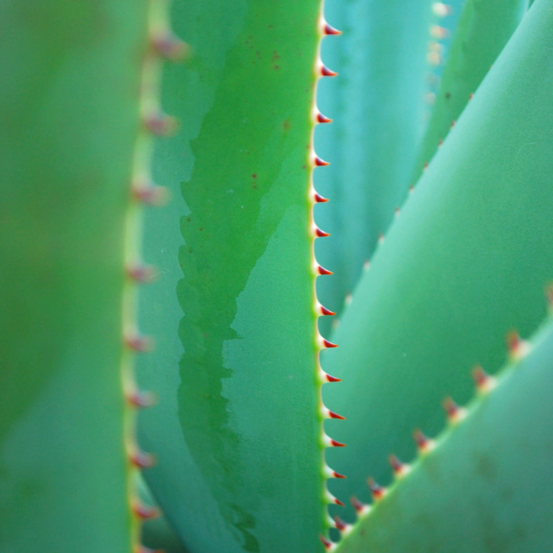 Aloe Background - Wrapped Canvas Print, 30cm H x 30cm W