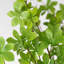 1 branche verte Audet Enkianthus Perulatus artificielle-359935791