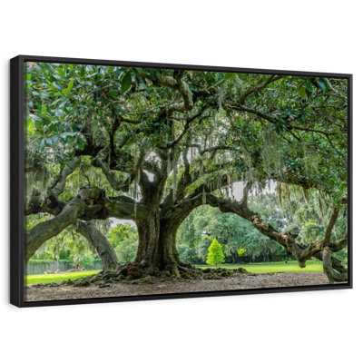 Audubon Park Oak Tree