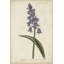 Lavender Curtis Botanicals II by Curtis - Painting Print-1931068099-1988758383