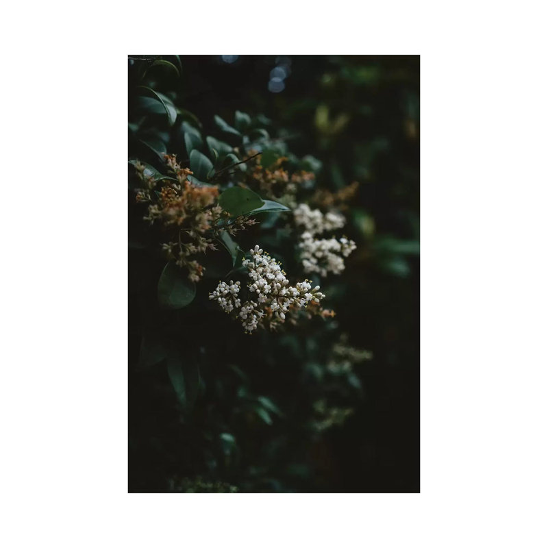 Washington Blooms by Bethany Young - Print on Canvas, Wrapped Canvas, 101.6cm H x 66.04cm W x 3.81cm D