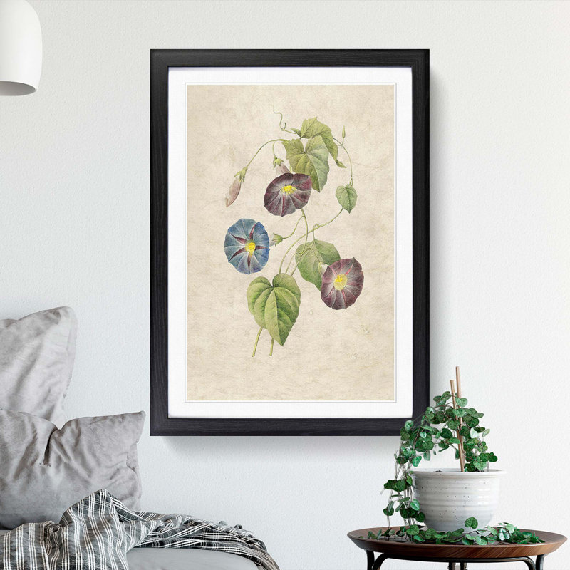 Morning Glory Flowers by Pierre-Joseph Redoute - Picture Frame Painting Print, Black Framed, 48cm H x 36cm W x 2cm D