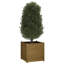 Alasiah Wood Planter Box-1696373215-1696373204