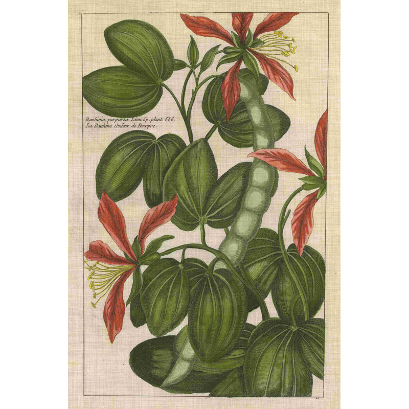 Étude botanique sur lin VI, H 18 po x l 12 po