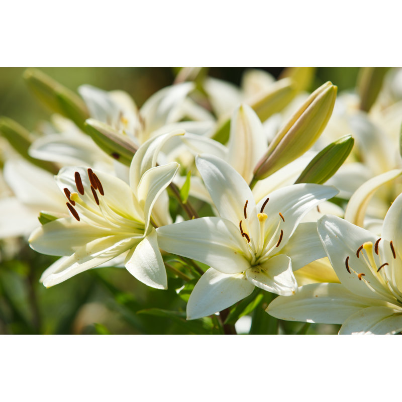 Lys blancs dans un jardin - Photographie sur toile tendue, H 32 po x l 48 po
