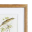 Perching Bird Set