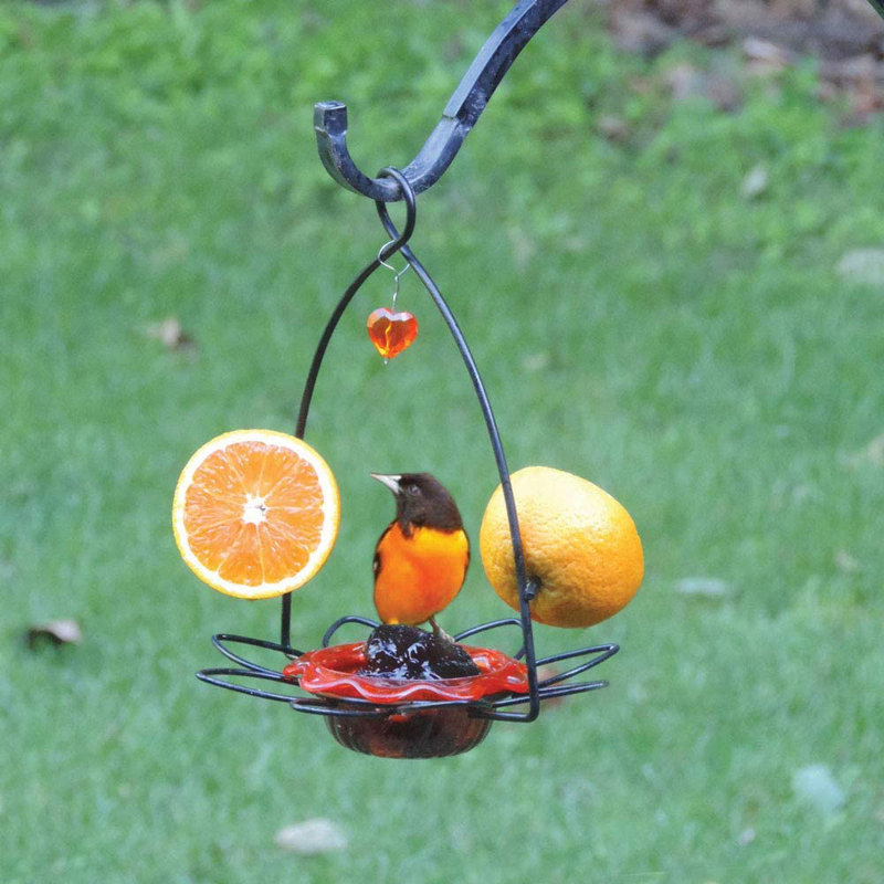 Birds Choice 3 oz Mangeoire à fleurs Oriole, orange