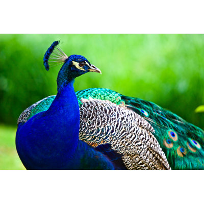 Regal Male Peacock by MissDareDevil - Wrapped Canvas Print