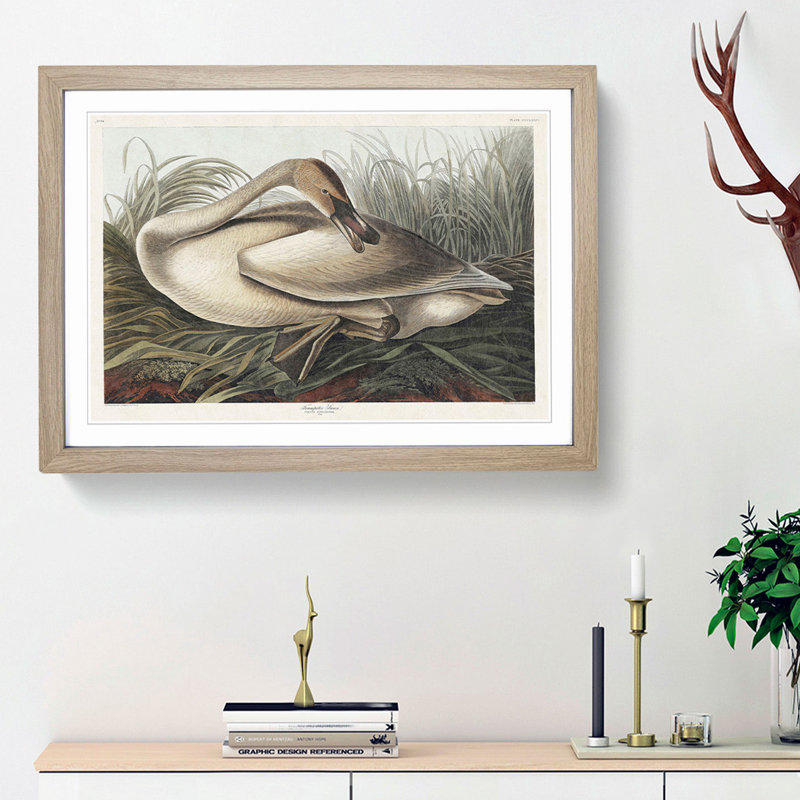 A Trumpeter Swan by John Audubon - Single Picture Frame Painting, Oak Framed, 45cm H x 63cm W x 2cm D