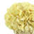 Hydrangea Arrangement in Vase