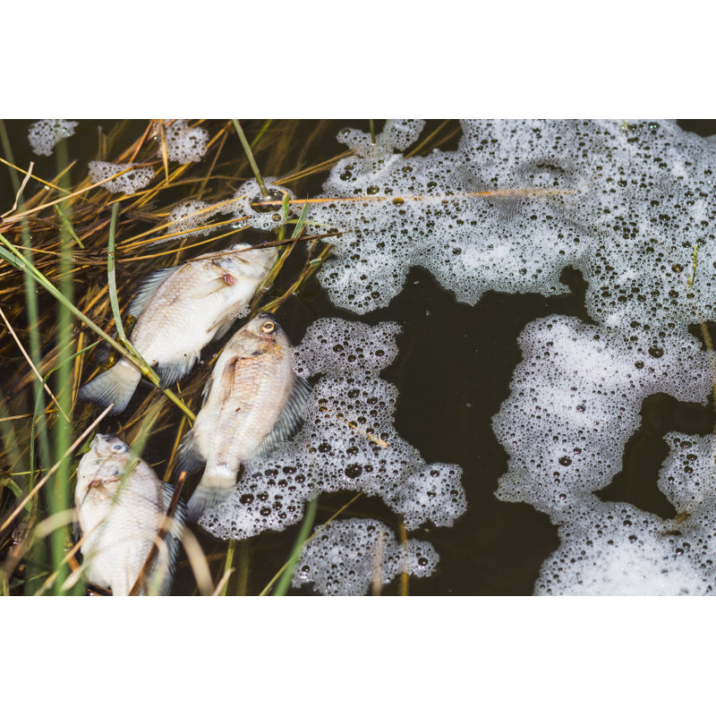 Fish Dead by PPcavalry - Wrapped Canvas Print, 61cm H x 91cm W
