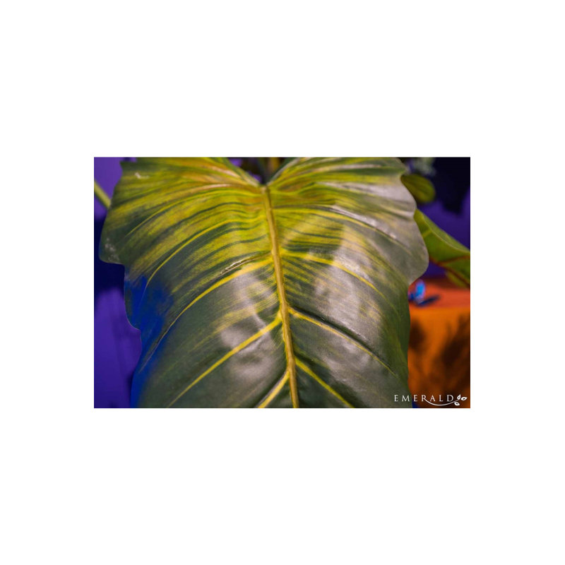 69'' Faux Elephant Ear Tree in Pot Liner