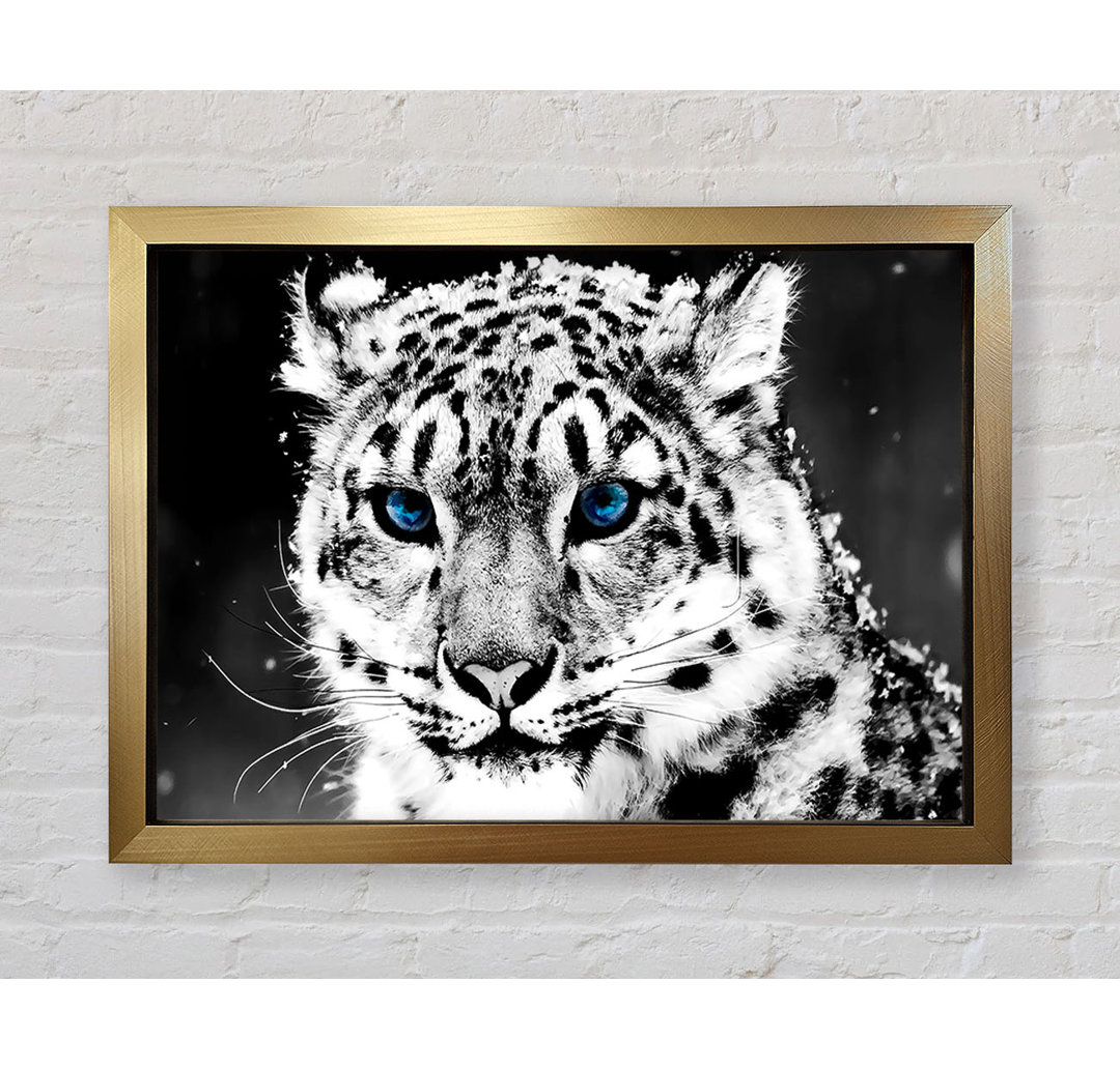 Snow Blue Eye Leopard - Einzelner Bilderrahmen Kunstdrucke